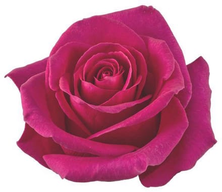 25x Rosa pink floyd! 50cm