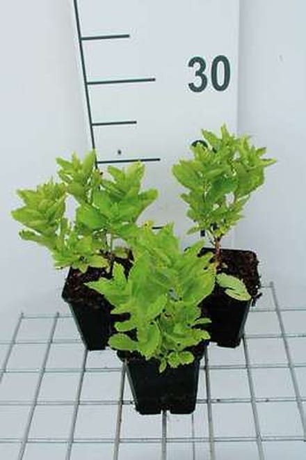 6x Klokje - Campanula lact. 'Border Blues' ('madiwiho') | 9x9 cm pot