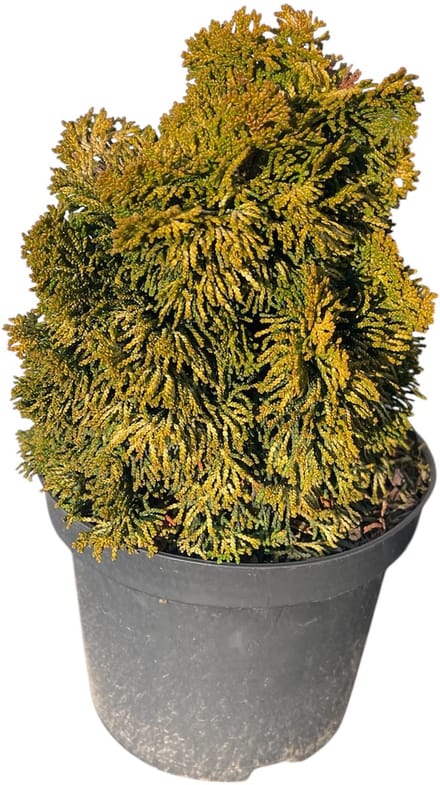 Chamaecyparis obt. 'Aurora' - Schijncipres | 20-25 cm pot