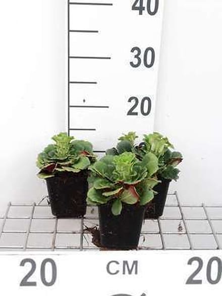 6x Steenbreek - Saxifraga urbium | 9x9 cm pot