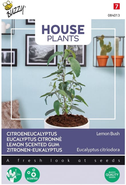 Buzzy® House Plants Eucalypthus, Lemon Bush