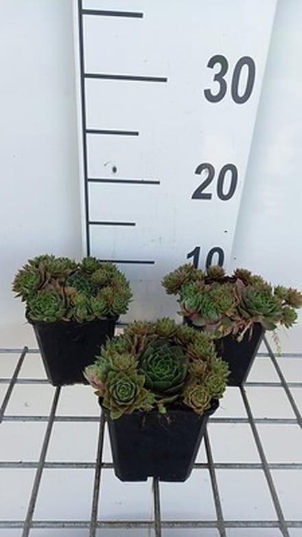 6x Huislook - Sempervivum hybr. 'Othello' | 9x9 cm pot