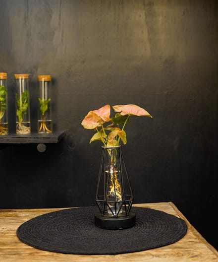 Turijn | lichtplantje | Hydroponie |Diamond|Syngonium Neon