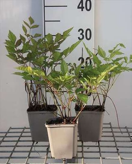 6x Pluimspirea - Astilbe (t) 'Prof. van der Wielen' | 9x9 cm pot