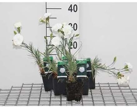 6x Grasanjer - Dianthus (p) 'Haytor White' | 9x9 cm pot