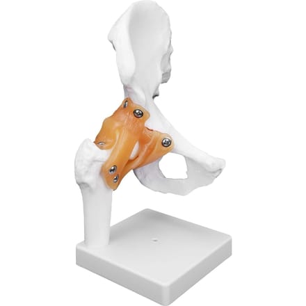 Professioneel Heupbot Model Realistisch Menselijk Heupgewricht Model Heupgewricht Onderwijs Skelet beige