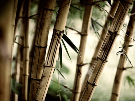 Fotobehang - Fog and bamboo forest.
