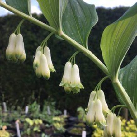 6 x Polygonatum 'Weihenstephan' - Salomonszegel - P9 Pot (9 x 9cm) - Dima Vaste Planten