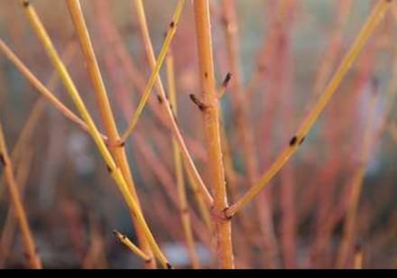 Cornus sang. 'Midwinter Fire' - Rode Kornoelje 60- 80 cm in pot