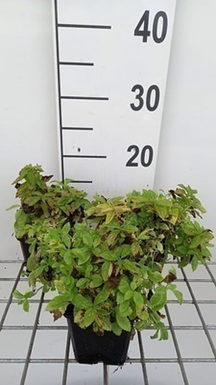 6x Klokje - Campanula lact. 'White Pouffe' | 9x9 cm pot