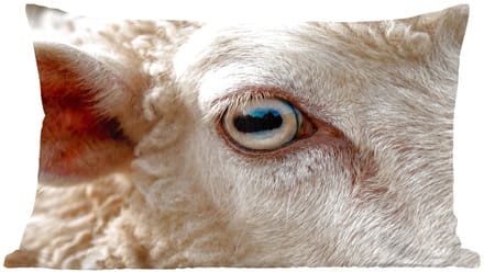 Sierkussens - Kussentjes Woonkamer - 60x40 cm - Schaap - Oog - Wit