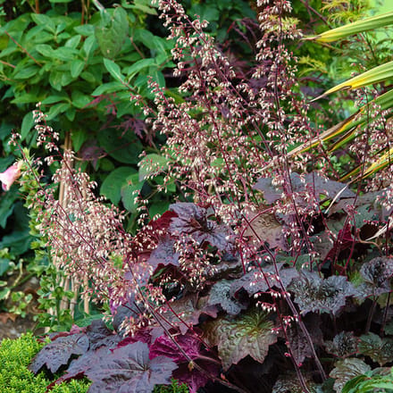 Heuchera micr. 'Palace Purple' | Wit | verwilderend