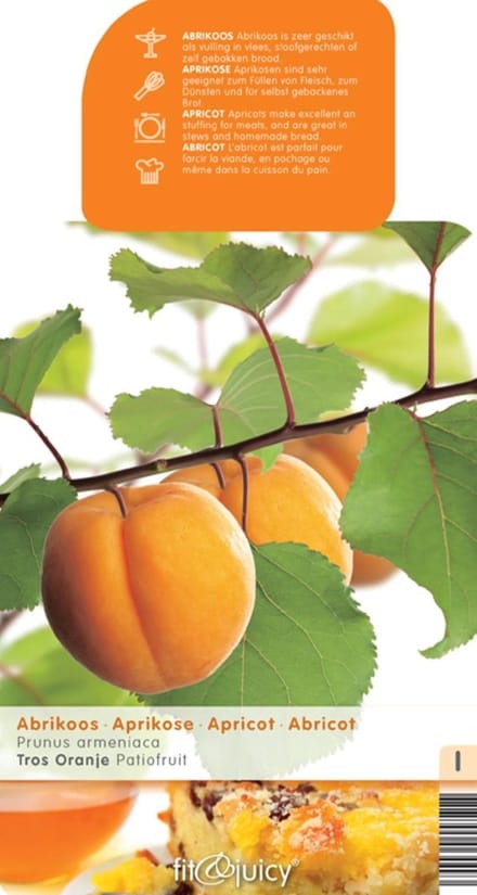 Prunus armeniaca Abrikoos Patio Fruithof