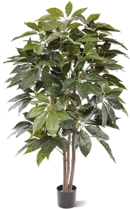 Scheflera Amate kunstboom 150cm