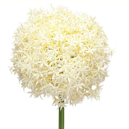 Kunst Allium Crème Witte Sier Ui Ø18cm L90cm