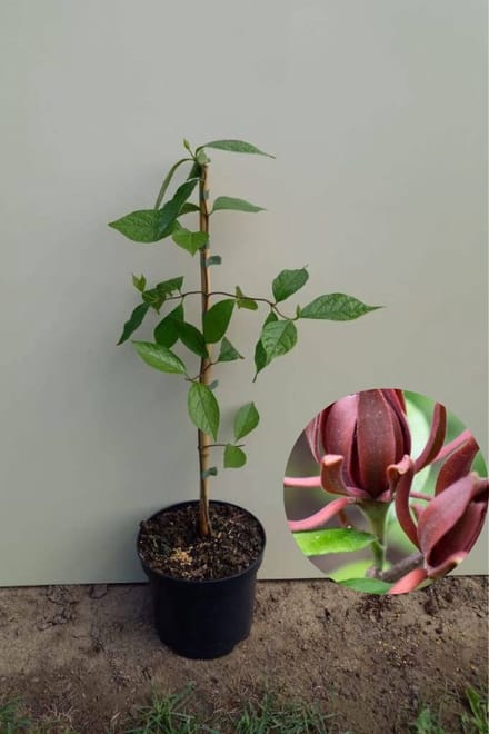 Jonge Meloenboom | Calycanthus floridus | 100-150cm hoogte