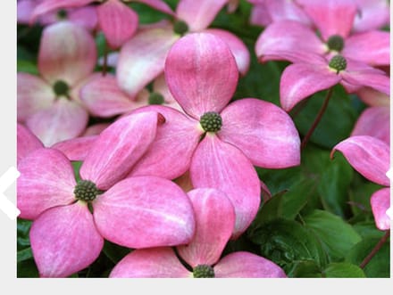 Cornus kousa 'Satomi' - Japanse Grootbloemige Kornoelje 60 - 80 cm in pot