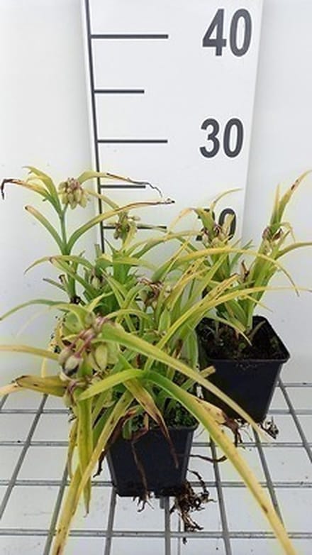 6x Eendagsbloem - Tradescantia (a) 'Sweet Kate' ( 'blue and gold') | 9x9 cm pot