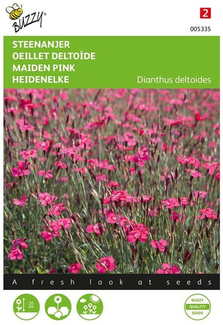 Steenanjer Brilliant (Dianthus deltoides)