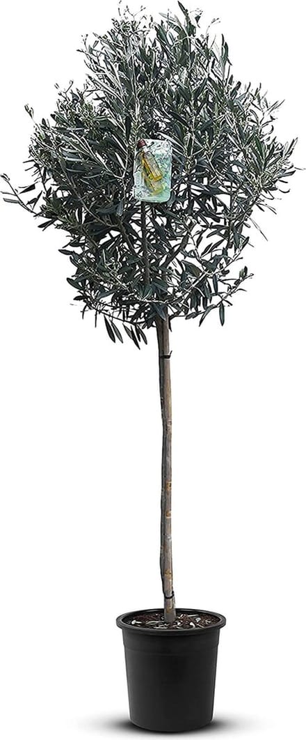 Olijfbomen Tuin- en balkonplant Olijfboom - Hoogte: 160cm