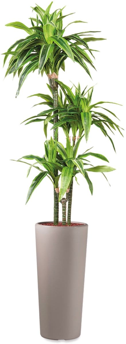 HTT - Kunstplant Dracaena Lemon Lime in Clou rond taupe H185 cm