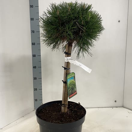 Pinus mugo 'Varella' - Bergden | 40 cm pot
