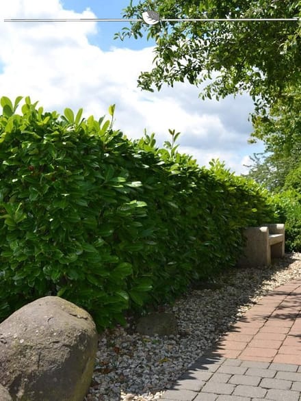 Laurier Prunus Rotundifolia 40-60 cm, 30x Haagplant
