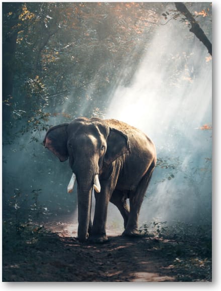 Olifant - 30x40 Forex Staand - Besteposter - Dieren