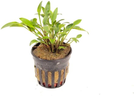 Moerings Cryptocoryne Lutea in 5 cm pot