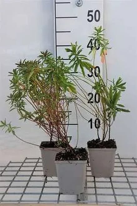 6x Wolfsmelk - Euphorbia polychroma | 9x9 cm pot
