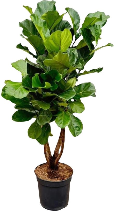 Esthetische Ficus Lyrata XL variant - Vertakte Ficus binnen - ca. 170 cm hoog