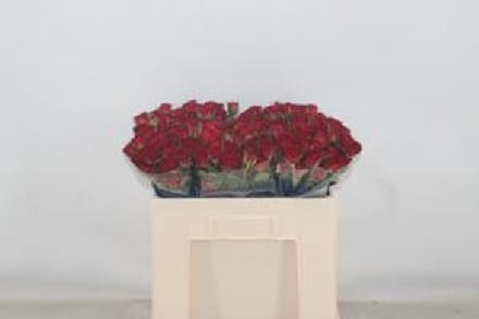 10x Rosa caradonna 50cm