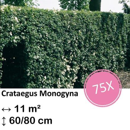 Green Harmony| Crataegus Monogyna - Kale wortel