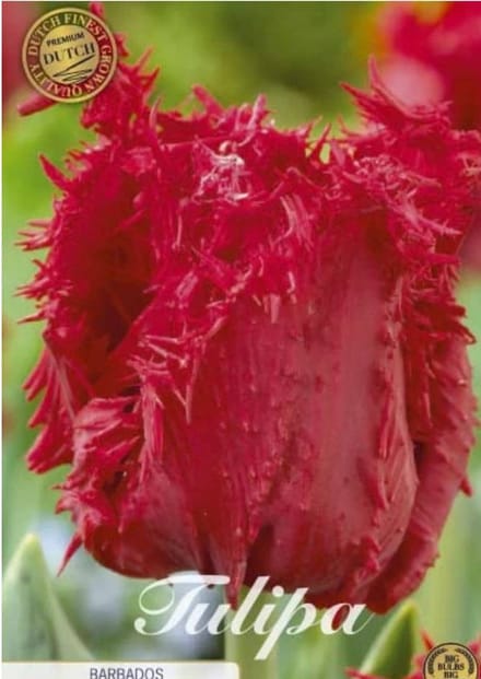 Dutch Finest Quality bloembollen - Tulpen Tulp Fringed Barbados x7 12/+s