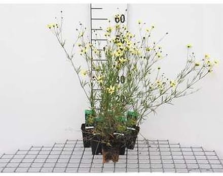6x Meisjesogen - Coreopsis vert. 'Moonbeam' | 9x9 cm pot