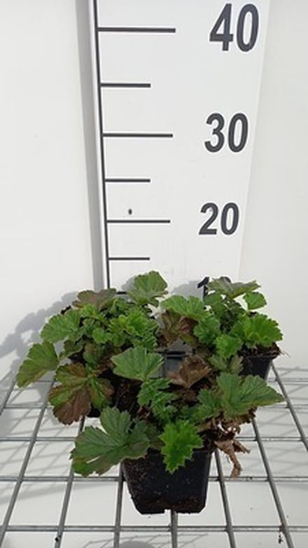 6x Nagelkruid - Geum hybr. 'Totally Tangerine' | 9x9 cm pot