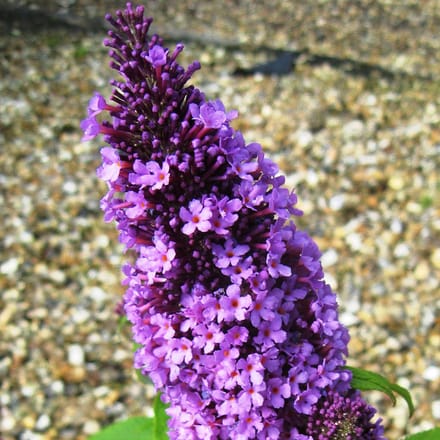 Vlinderstruik - Buddleja davidii 'Peacock' 40-60 cm