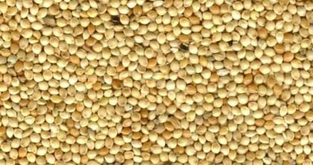 Wielink Geel millet 20KG