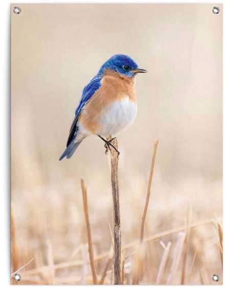 Tuinposter Blauw vogeltje - 80 x 60 - Canvas - REINDERS