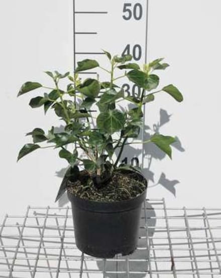 Hedera helix 'Arborescens' - Struikklimop 30 - 40 cm in pot