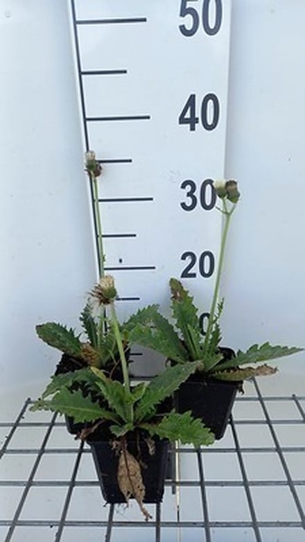 6x Cirsium - Cirsium riv. 'Frosted Magic' | 9x9 cm pot