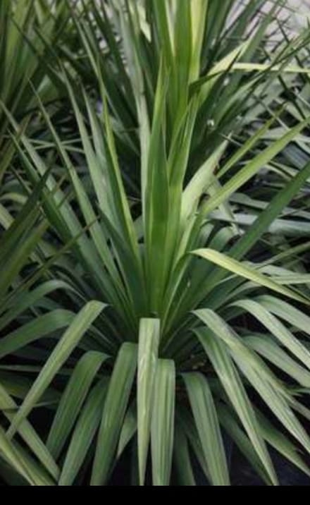 1 x Yucca gloriosa - Palmlelie 50- 60 cm in pot