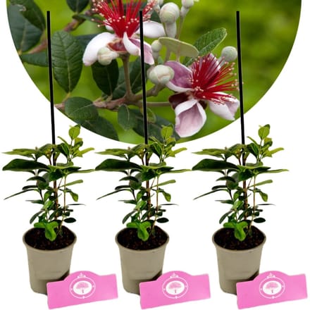 Set van 3 Braziliaanse Ananasguave - Acca sellowiana - 9cm pot