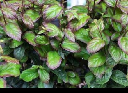Parrotia persica 'Persian Spire'® - Perzisch Ijzerhout 40- 60 cm in pot