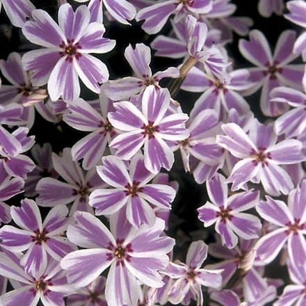 6 x Phlox 'Candy Stripes' - Vlambloem pot 9x9cm