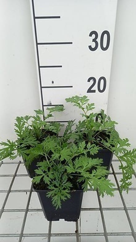 6x Margriet - Tanacetum (c) 'Robinson's Rose' | 9x9 cm pot
