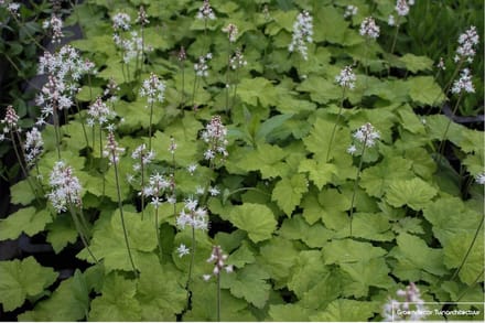 12 x Tiarella cordifolia- Perzische muts in pot 9x9 cm