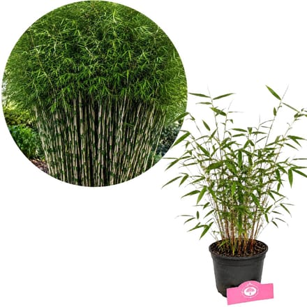 Fargesia robusta 'Pingwu', Bamboe, Hoogte 30cm, 2 liter pot