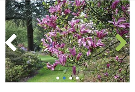 Magnolia 'Susan' - Beverboom 50 - 60 cm in pot