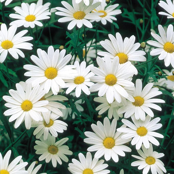 Sluis Garden - Margriet Alaska (Chrysanth)